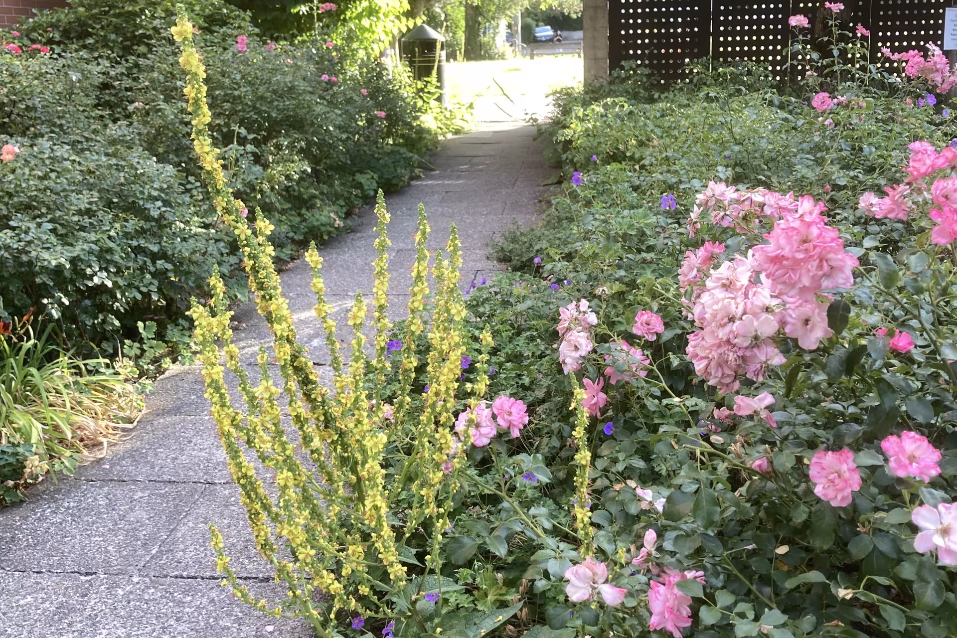 Seen Blumen